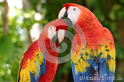 Scarlet Macaws Stock Photo