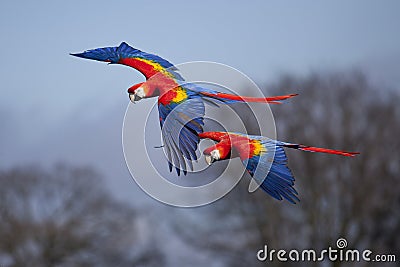 Scarlet Macaws in Flight Stock Photo
