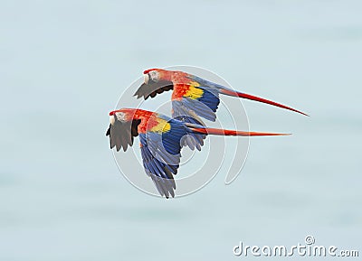 Scarlet macaws flying, corcovado nat park, costa rica Stock Photo