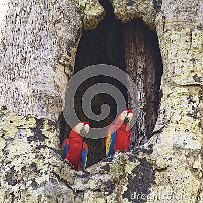 Scarlet Macaws (Square) Stock Photo