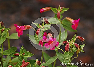 Scarlet Monkeyflower Stock Photo