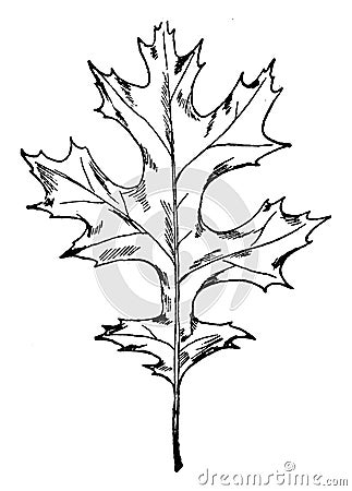 Scarlet Oak Leaf vintage illustration Vector Illustration