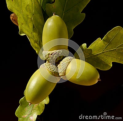 Scarlet oak, Quercus petraea Stock Photo