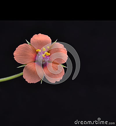 Scarlet pimpernel, Stock Photo