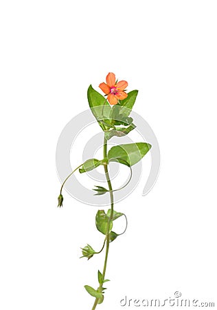 Scarlet pimpernel (Anagallis arvensis) Stock Photo