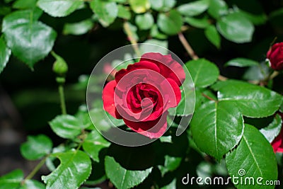 Scarlet red rose on a sunny day inf front of green leaves Stock Photo