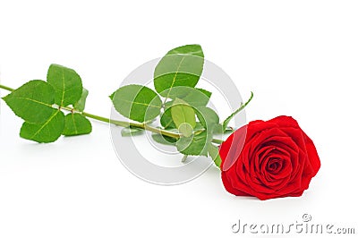 Scarlet rose Stock Photo