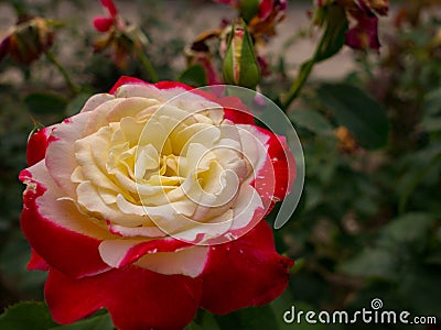 Scarlet rose flower blooming closeup Stock Photo