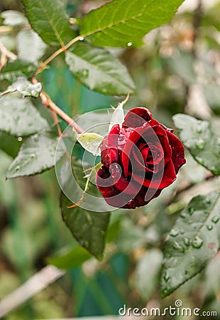 Scarlet rose flower in drops of water. Autumn rain Stock Photo