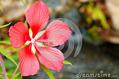 Scarlet Rose Mallow Stock Photo