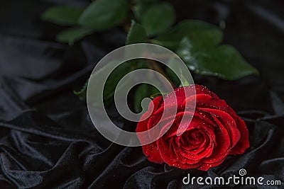 Scarlet rose on a rumpled black velvet Stock Photo