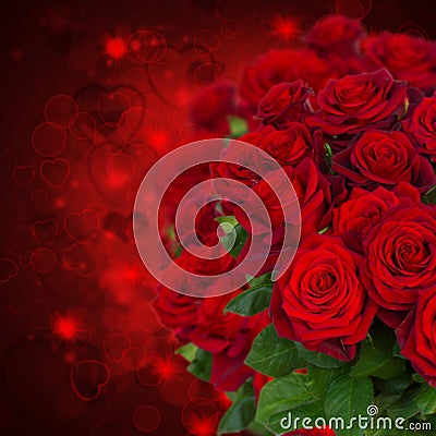 Scarlet roses on dark background Stock Photo