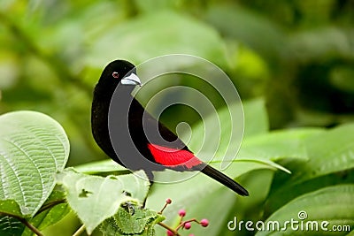 Scarlet - rumped Tanager Stock Photo