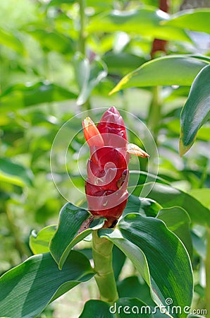 Scarlet spiral flag flower Stock Photo