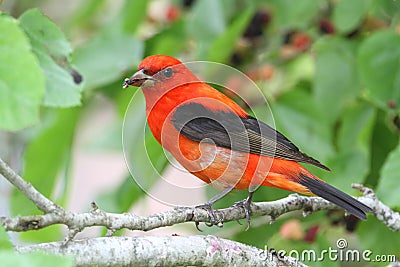 Scarlet Tanager Stock Photo