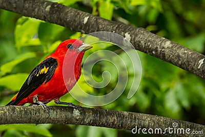 A close up of a Scarlet Tanager Stock Photo