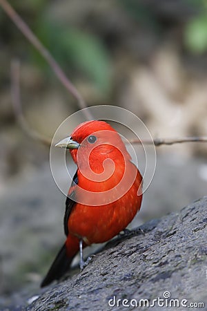 Scarlet Tanager (Piranga olivacea) Stock Photo