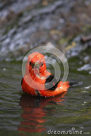 Scarlet Tanager (Piranga olivacea) Stock Photo