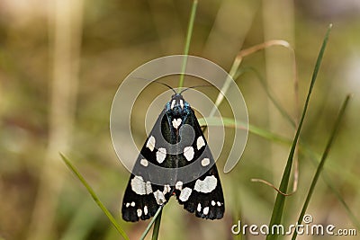 Scarlet tiger moth Callimorpha dominula Stock Photo