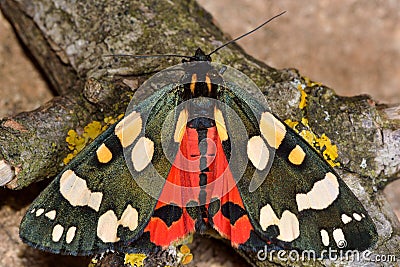 Scarlet tiger moth (Callimorpha dominula) with wings open and red hindwings visible Stock Photo