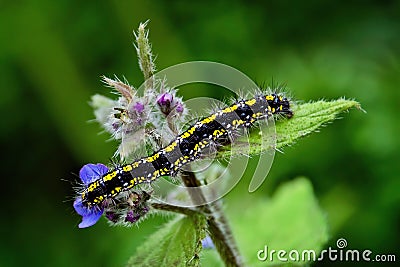 Scarlet Tiger Moth Caterpillar Stock Photo