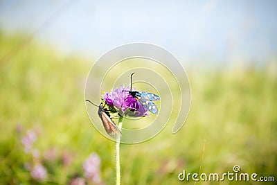 Scarlet tiger moth on clover flower close up Stock Photo