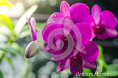 Scarlet violet flower Phalaenopsis orchids over bokeh background with sun flare Stock Photo