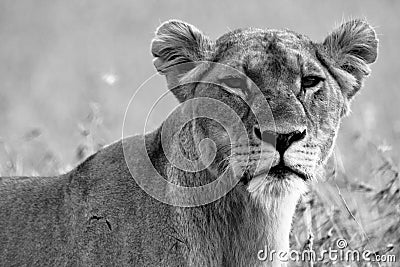 Scarred lioness in black and white Stock Photo