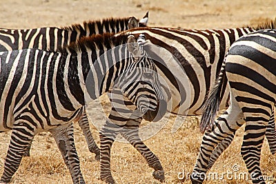 Scarred Old Zebra Stock Photo