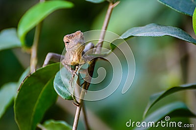 scary brown chameleon lizard Stock Photo