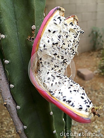 Frightening and Scary Cactus Fruit Stock Photo