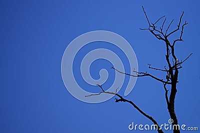 Scary dry tree against the blue sky Stock Photo