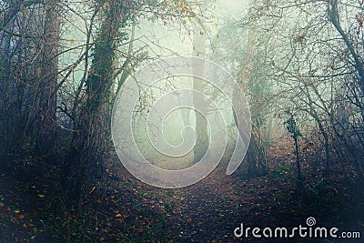 Scary forest with a misty pathway. Misterious foggy landscape Stock Photo