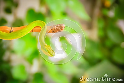 Scary green venomous pit viper is crawling on the branch. Green pit viper snake Trimeresurus also known as Asian palm pit vipers Stock Photo