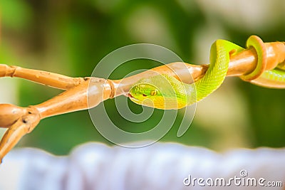 Scary green venomous pit viper is crawling on the branch. Green pit viper snake Trimeresurus also known as Asian palm pit vipers Stock Photo