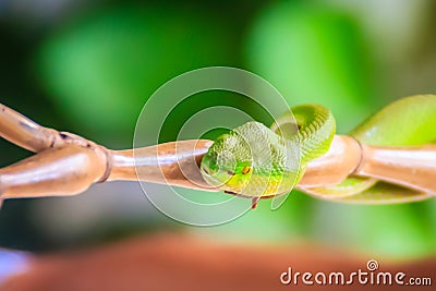 Scary green venomous pit viper is crawling on the branch. Green pit viper snake Trimeresurus also known as Asian palm pit vipers Stock Photo