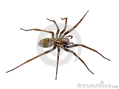 Scary House spider isolated on white Stock Photo