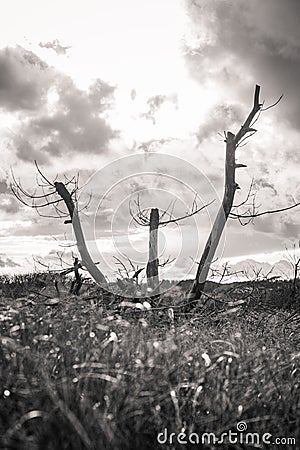 Black and White Abstract tree and branches portrait with bright sunlight rays Stock Photo