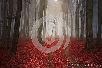 Scary misty road in the forest Stock Photo