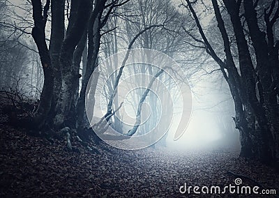 Scary mysterious forest in fog in autumn. Magic trees Stock Photo