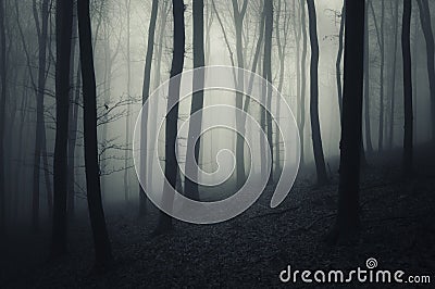 Scary mysterious forest with fog Stock Photo