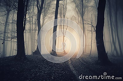 Scary mysterious Halloween forest at sunset Stock Photo