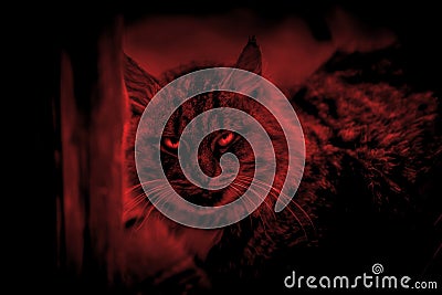 Scary mystical paranormal horror gaze cat eyes ghost in a strange otherworldly dangerous red light and eerie magical shadows Stock Photo