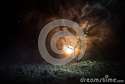 scary night street light in the tree fog, Tree branches on a fire foggy background. Dark orange toned Stock Photo