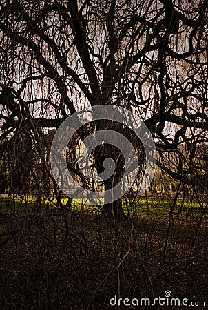 Scary tree against the house, illuminated by a mystical light. Stock Photo