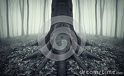 Scary tree with big roots in a forest with fog Stock Photo