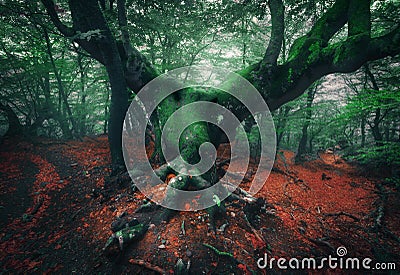 Scary tree. Mystical dark foggy forest Stock Photo