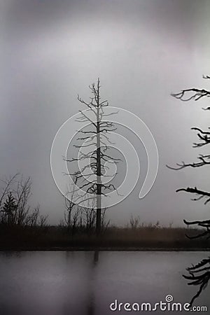 scary tree in swamp Stock Photo