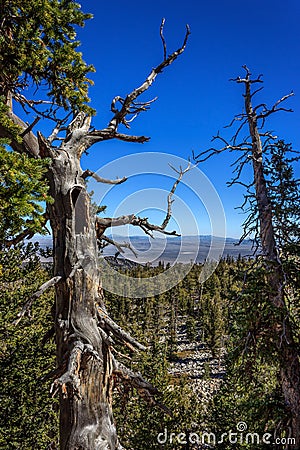 Scary tree view Stock Photo