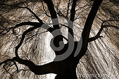 Scary Weeping Willow Tree Stock Photo